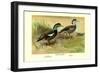 Crested Sheldrake Ducks-S. Kobayashi-Framed Art Print