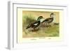 Crested Sheldrake Ducks-S. Kobayashi-Framed Art Print