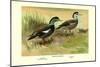 Crested Sheldrake Ducks-S. Kobayashi-Mounted Art Print