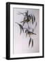 Crested Shriketit (Falcunculus Frontatus)-John Gould-Framed Giclee Print