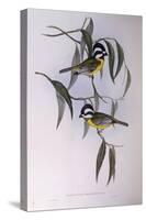 Crested Shriketit (Falcunculus Frontatus)-John Gould-Stretched Canvas