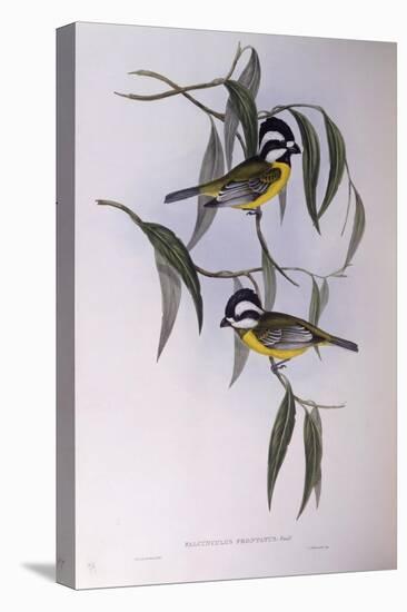 Crested Shriketit (Falcunculus Frontatus)-John Gould-Stretched Canvas