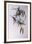 Crested Shriketit (Falcunculus Frontatus)-John Gould-Framed Giclee Print