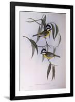 Crested Shriketit (Falcunculus Frontatus)-John Gould-Framed Giclee Print