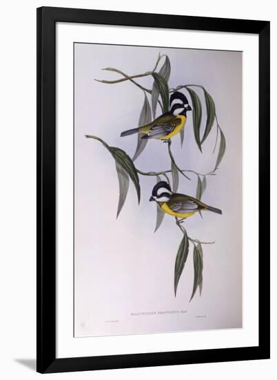 Crested Shriketit (Falcunculus Frontatus)-John Gould-Framed Giclee Print