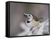 Crested Tit, Lenzerheide, Switzerland-Rolf Nussbaumer-Framed Stretched Canvas