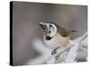 Crested Tit, Lenzerheide, Switzerland-Rolf Nussbaumer-Stretched Canvas