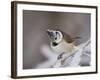 Crested Tit, Lenzerheide, Switzerland-Rolf Nussbaumer-Framed Photographic Print