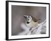 Crested Tit, Lenzerheide, Switzerland-Rolf Nussbaumer-Framed Photographic Print