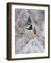 Crested Tit, Lenzerheide, Switzerland-Rolf Nussbaumer-Framed Photographic Print