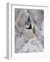 Crested Tit, Lenzerheide, Switzerland-Rolf Nussbaumer-Framed Photographic Print