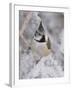 Crested Tit, Lenzerheide, Switzerland-Rolf Nussbaumer-Framed Photographic Print