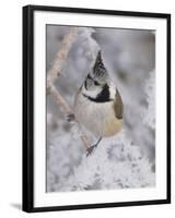 Crested Tit, Lenzerheide, Switzerland-Rolf Nussbaumer-Framed Photographic Print