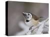 Crested Tit, Lenzerheide, Switzerland-Rolf Nussbaumer-Stretched Canvas