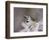 Crested Tit, Lenzerheide, Switzerland-Rolf Nussbaumer-Framed Photographic Print