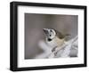 Crested Tit, Lenzerheide, Switzerland-Rolf Nussbaumer-Framed Photographic Print