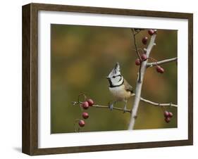 Crested Tit  perched on berry laden branch of European cranberry bush, Oberaegeri, Switzerland-Rolf Nussbaumer-Framed Photographic Print