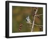 Crested Tit  perched on berry laden branch of European cranberry bush, Oberaegeri, Switzerland-Rolf Nussbaumer-Framed Photographic Print