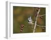 Crested Tit  perched on berry laden branch of European cranberry bush, Oberaegeri, Switzerland-Rolf Nussbaumer-Framed Photographic Print