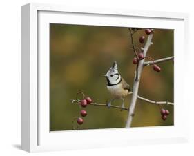 Crested Tit  perched on berry laden branch of European cranberry bush, Oberaegeri, Switzerland-Rolf Nussbaumer-Framed Photographic Print