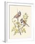 Crested Tit-Anatole Marlin-Framed Giclee Print