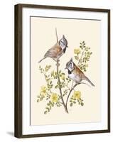 Crested Tit-Anatole Marlin-Framed Giclee Print