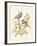 Crested Tit-Anatole Marlin-Framed Giclee Print