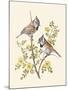 Crested Tit-Anatole Marlin-Mounted Giclee Print