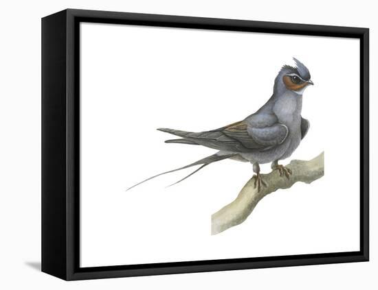 Crested Tree Swift (Hemiprocne Longipennis), Birds-Encyclopaedia Britannica-Framed Stretched Canvas