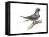 Crested Tree Swift (Hemiprocne Longipennis), Birds-Encyclopaedia Britannica-Framed Stretched Canvas