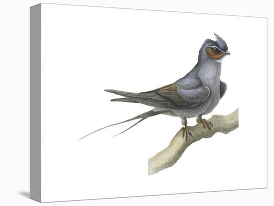 Crested Tree Swift (Hemiprocne Longipennis), Birds-Encyclopaedia Britannica-Stretched Canvas