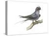 Crested Tree Swift (Hemiprocne Longipennis), Birds-Encyclopaedia Britannica-Stretched Canvas
