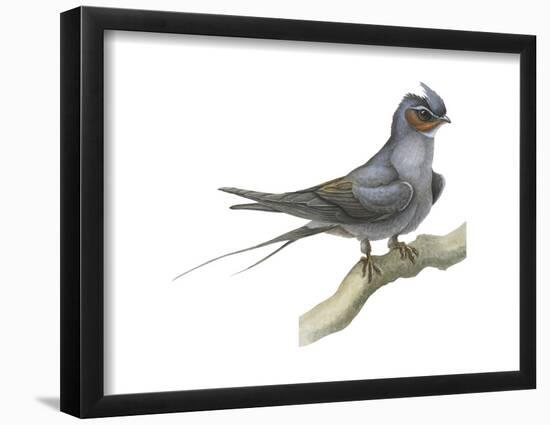 Crested Tree Swift (Hemiprocne Longipennis), Birds-Encyclopaedia Britannica-Framed Poster