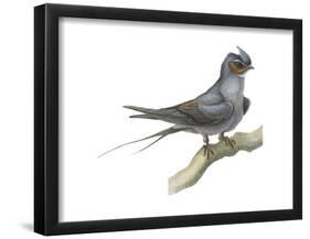 Crested Tree Swift (Hemiprocne Longipennis), Birds-Encyclopaedia Britannica-Framed Poster