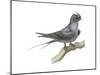 Crested Tree Swift (Hemiprocne Longipennis), Birds-Encyclopaedia Britannica-Mounted Poster