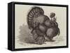 Crested Turkey at the Birmingham Poultry Show-Samuel John Carter-Framed Stretched Canvas