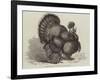 Crested Turkey at the Birmingham Poultry Show-Samuel John Carter-Framed Giclee Print