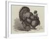 Crested Turkey at the Birmingham Poultry Show-Samuel John Carter-Framed Giclee Print