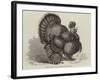 Crested Turkey at the Birmingham Poultry Show-Samuel John Carter-Framed Giclee Print