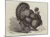 Crested Turkey at the Birmingham Poultry Show-Samuel John Carter-Mounted Giclee Print