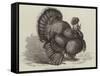 Crested Turkey at the Birmingham Poultry Show-Samuel John Carter-Framed Stretched Canvas