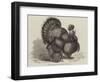 Crested Turkey at the Birmingham Poultry Show-Samuel John Carter-Framed Giclee Print