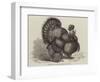 Crested Turkey at the Birmingham Poultry Show-Samuel John Carter-Framed Giclee Print