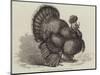 Crested Turkey at the Birmingham Poultry Show-Samuel John Carter-Mounted Giclee Print