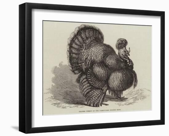 Crested Turkey at the Birmingham Poultry Show-Samuel John Carter-Framed Giclee Print