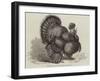 Crested Turkey at the Birmingham Poultry Show-Samuel John Carter-Framed Giclee Print