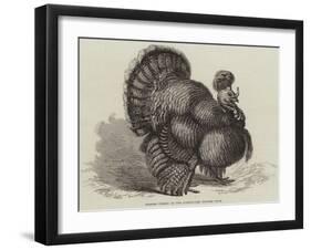 Crested Turkey at the Birmingham Poultry Show-Samuel John Carter-Framed Giclee Print