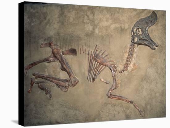 Cretaceous Lambeosaurus Dinosaur Fossil-Kevin Schafer-Stretched Canvas