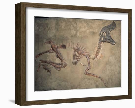 Cretaceous Lambeosaurus Dinosaur Fossil-Kevin Schafer-Framed Premium Photographic Print