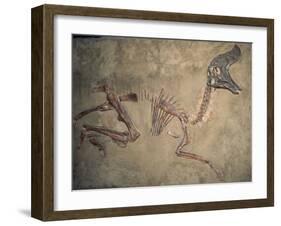 Cretaceous Lambeosaurus Dinosaur Fossil-Kevin Schafer-Framed Premium Photographic Print